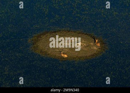 Veduta aerea di Lechwe (Kobus leche) che riposa su un'isola nel Delta di Okavango, Botswana. Foto Stock