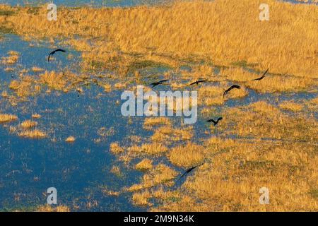 Veduta aerea delle cicogne africane a cielo aperto (Anastomus lamelligerus) in volo sul Delta dell'Okavango, Botswana. Foto Stock