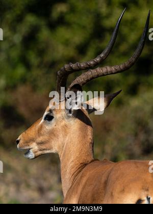 Impala (Aepyceros melampus), Savuti, Parco Nazionale Chobe, Botswana. Foto Stock