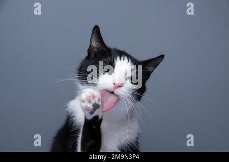 tuxedo gatto grooming ritratto, zampa leccante su sfondo grigio con spazio copia Foto Stock