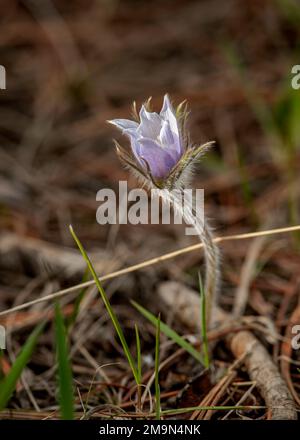 Crocus aka Pasqueflower (Anemone patens), il primo segno di primavera nelle Montagne Rocciose del Colorado Foto Stock