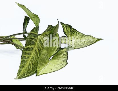 Pianta di Arrowhead philodendro (Syngonium podophylum) su fondo bianco Foto Stock