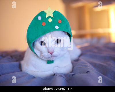 Mitzie il Flamepoint Siamese in costume albero di Natale Foto Stock