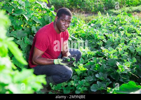 Agricoltore afroamericano che raccoglie cetrioli in giardino Foto Stock