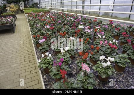 Serra di pianta di casa con piante varie sugli scaffali. Primo piano di uno scaffale con violette alpine. Cyclamen Coum cresce in una serra in inverno. Organi Foto Stock