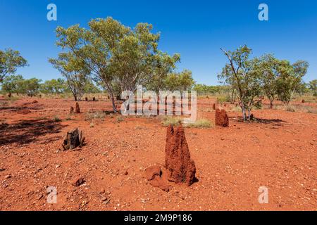 Tumuli di termite nell'entroterra australiano, Kajabbi, Queensland, QLD, Australia Foto Stock