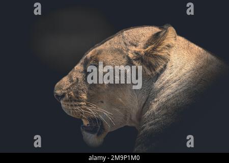 la leonessa arrabbiata ruggisce e mostra i denti in savana su uno sfondo chiaro e scuro. Parco Serengeti, Tanzania Foto Stock