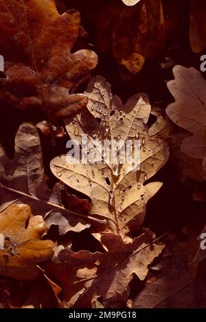 Foglie di quercia autunnale con gocce d'acqua sfondo texture. Foglie cadute asciutte sotto l'albero il giorno piovoso. Copia spazio per il testo. Messa a fuoco selettiva bassa DOF Foto Stock