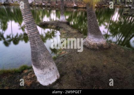 Palme e riflessione. Antichi stagni di pesce hawaiano - Kalahuipuaa. Hawaii la Grande Isola Foto Stock