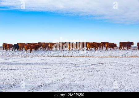 Vista laterale di una mandria di bovini rossi e neri che camminano su terreni innevati in un paesaggio rurale invernale Foto Stock