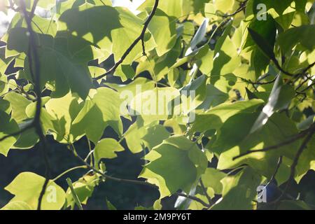 Il fogliame primaverile è retroilluminato e il sole splende attraverso lo sfondo texture delle foglie. Splendido sfondo naturale con spazio per la copia del testo. Selettivo Foto Stock