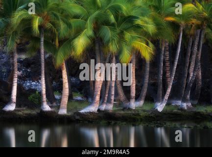 Palme e riflessione. Antichi stagni di pesce hawaiano - Kalahuipuaa. Hawaii la Grande Isola Foto Stock