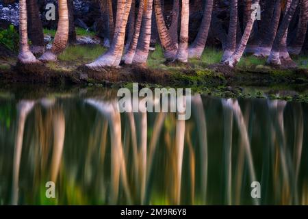 Palme e riflessione. Antichi stagni di pesce hawaiano - Kalahuipuaa. Hawaii la Grande Isola Foto Stock