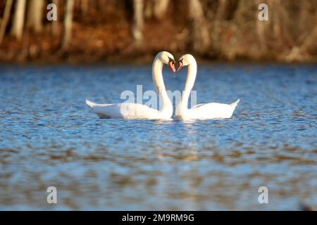 Coppia di cigni muti in cortigiana che formano un cuore con il collo Foto Stock