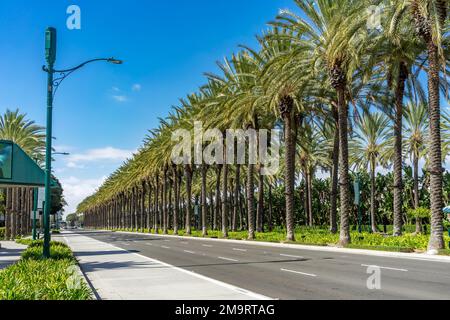 Fila di palme sul divisore mediano di una strada urbana con cielo blu Foto Stock