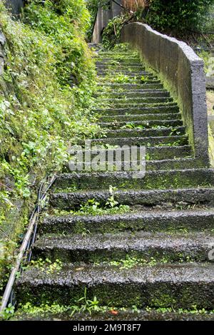 Scala esterna coperta di muschio, muffa e altro Foto Stock