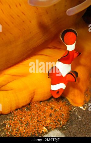 Clown anemonefish Amphirion ocellaris tendente uova deposte alla base del magnifico ospite Anemone, Heteractis magnifica. Il pesce maschio sta aerando Foto Stock