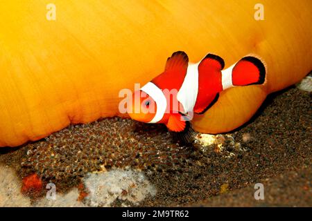 Clown anemonefish Amphirion ocellaris tendente uova deposte alla base del magnifico ospite Anemone, Heteractis magnifica. Gli occhi dello sviluppo Foto Stock