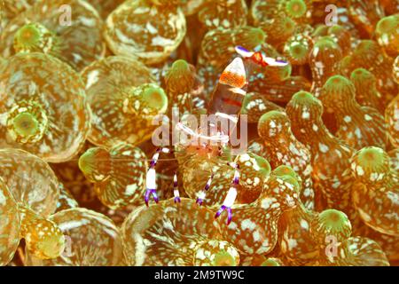 Aggraziato gambero di Anemone, Ancylomenes venustus. Precedentemente Periclimenes venustus. Vivere in un anemone punta di bolla, Entacmaea quadricolor. Tulamben, Bali Foto Stock