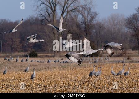 Gru di Sandhill che volano durante la migrazione di caduta sopra i campi di mais dell'Indiana. Foto Stock