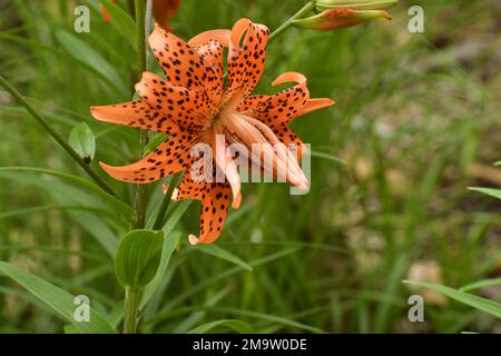 Giglio profondo della tigre, (Lilium lancifolium) in erba Foto Stock