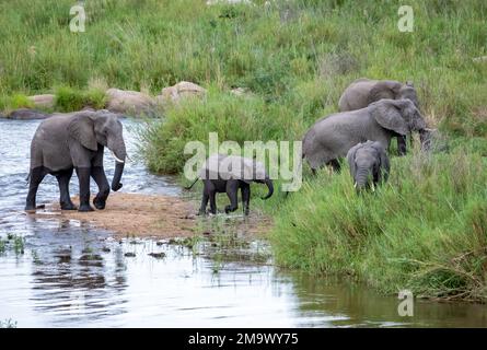 Un allevamento di elefanti africani (Loxodonta africana) che attraversa il fiume Crocodile. Kruger National Park, Sudafrica. Foto Stock