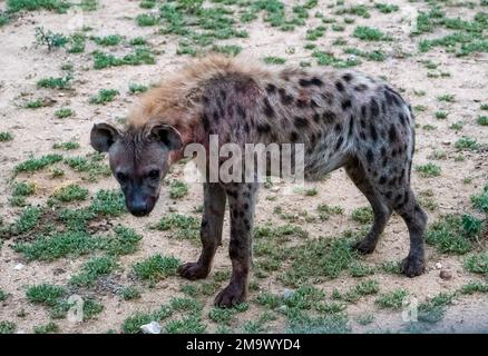 Un sangue colorato Spotted Hyena (Crocuta crocuta), o Laughing Hyena, nel cespuglio. Kruger National Park, Sudafrica. Foto Stock