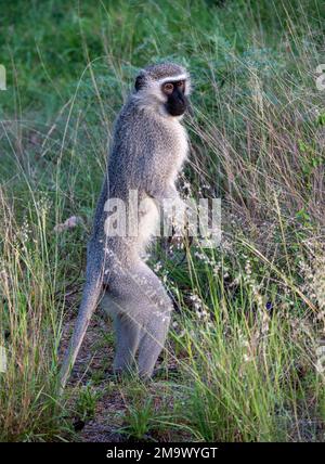 Una scimmia vervet (Chlorocebus pygerythrus) in piedi in erba. Kruger National Park, Sudafrica. Foto Stock