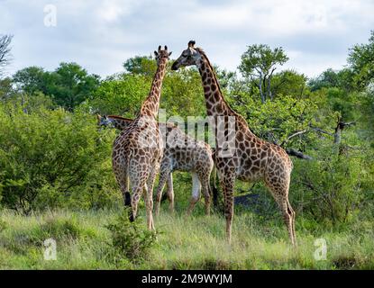 Una mandria sudafricana giraffa (giraffa giraffa) che vagano nei cespugli. Kruger National Park, Sudafrica. Foto Stock