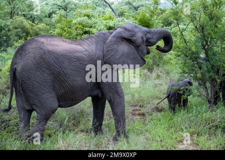 Elefante africano (Loxodonta africana) femmina con pascolo di vitello nel cespuglio. Kruger National Park, Sudafrica. Foto Stock
