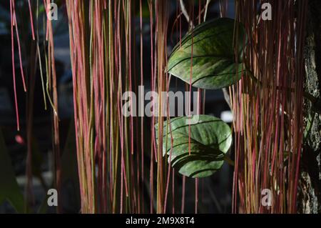 Le foglie di Betel avorio sono appese su un tronco d'albero circondato da radici pendenti. Illuminato dal sole del mattino. Foto Stock