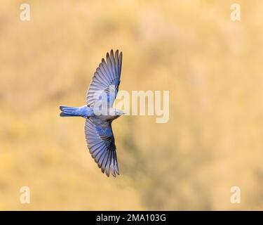 Un Bluebird di montagna lampeggia i suoi bei colori Foto Stock