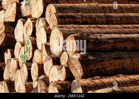 Tronchi di abete rosso, fustellato, Foresta Nera, Baden-Wuerttemberg, Germania Foto Stock