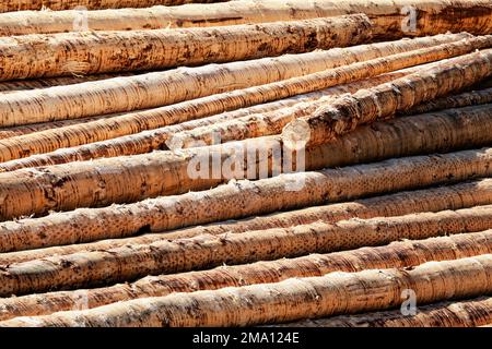 Tronchi di abete rosso, fustellato, Foresta Nera, Baden-Wuerttemberg, Germania Foto Stock