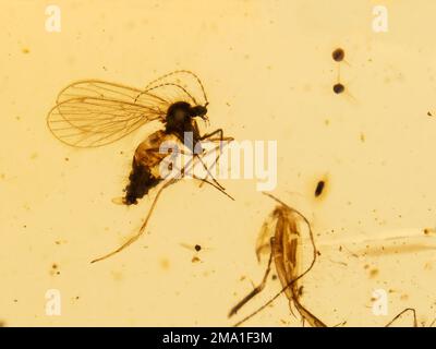 Primo piano di una specie estinta di mosca di scolo (Palaeoparasycorax suppus) conservata all'interno di un pezzo di 99 milioni di anni di ambra birmana (albero fossilizzato Foto Stock