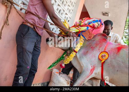 Kuilapalayam, India - 17th gennaio 2023: Pongal Festival. Il vestirsi delle mucche prima della parata e la corsa. Foto Stock