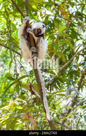 Bel lemur sifaka di Coquerel, (Propithecus coquereli). Animale endemico in via di estinzione seduto sul tronco dell'albero nell'habitat naturale. Peyrieras Mada effettuare prenotazioni on-line Foto Stock