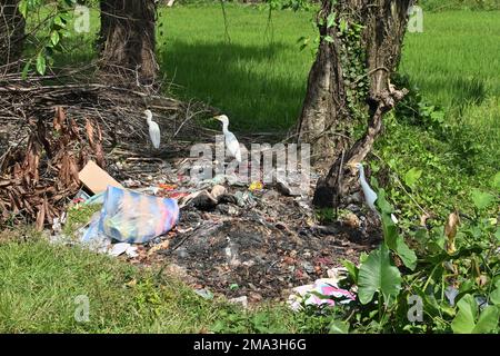 Horana, Sri Lanka - 03 gennaio 2023: Un mucchio di rifiuti lungo la strada in un'area rurale con tre uccelli gru sul mucchio dei rifiuti Foto Stock