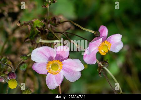 Splendidi fiori con petali viola con polline giallo e lo sfondo verde non focalizzato delle foglie di un parco di Madrid in inverno. Foto Stock