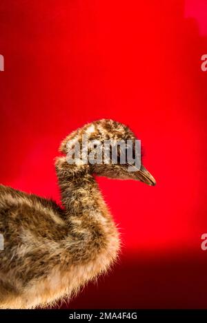 EMU Chick, esemplare del 18th° secolo, Chau Chak Wing Museum, Sydney, NSW, Australia Foto Stock