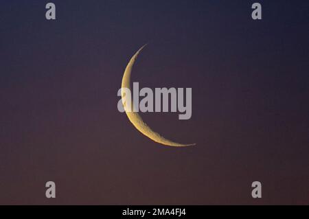 Glasgow, Scozia, Regno Unito 19th gennaio 2023. UK Weather: Il cielo sereno ha visto un inizio molto freddo e un'alba della luna di mezzaluna nella cintura di Venere. Credit Gerard Ferry/Alamy Live News Foto Stock