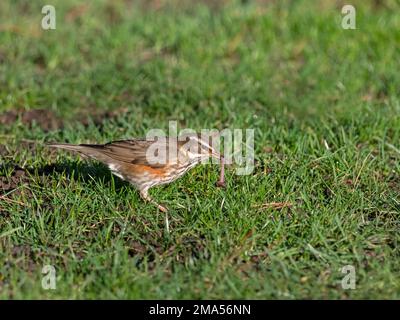 Redwing Turdus musicus nutrirsi di vermi in condizioni climatiche gelide Norfolk Foto Stock