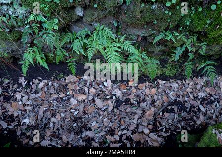 Foglie asciutte e verdi sulle pareti di Sicilia, Parco Nazionale dell'Etna, Italia Foto Stock