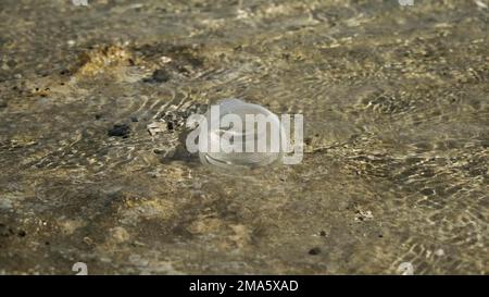 La coppa trasparente di plastica viene trasportata dal vento al mare nella zona costiera. Inquinamento plastico della zona surf. Mar Rosso, Egitto Foto Stock