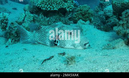 Primo piano di Puffer (Arothron stellatus) puntato sul fondo sabbioso vicino alla barriera corallina. Mar Rosso, Egitto Foto Stock