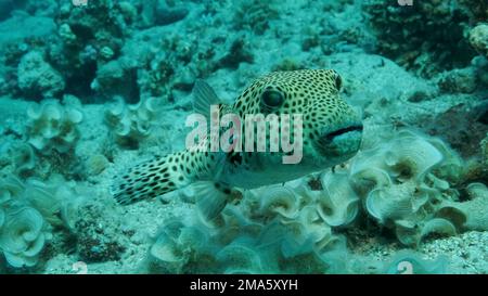 Il primo piano di pesce frangiato (Arothron stellatus) nuota vicino alla barriera corallina. Puffer nero spotted, Mar Rosso, Egitto Foto Stock