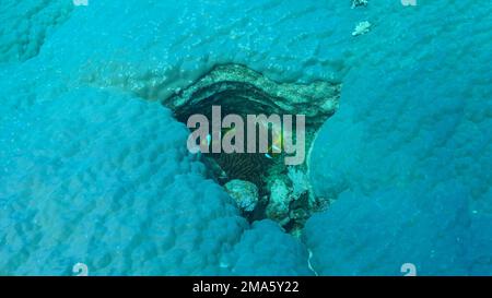 I pesci pagliaccio nuotano sull'anemone nella crepa di un corallo duro (Porites lutea) . Anemonefish del Mar Rosso (anemonefish di Amphiprion bicinctus) o anemonefish di Threebanded. Foto Stock