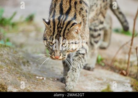 Gatto da pesca (Pionailurus viverrinus), a piedi, Baviera, Germania Foto Stock