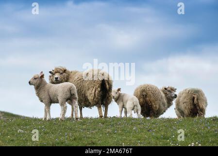 Pecora in un pascolo, muri, West Mainland, Shetland Islands, Scotland, Gran Bretagna Foto Stock