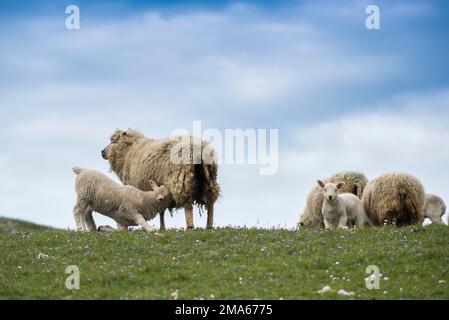 Pecora in un pascolo, muri, West Mainland, Shetland Islands, Scotland, Gran Bretagna Foto Stock